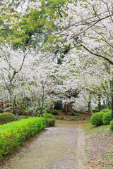 Fototapeta na wymiar 小城公園の桜道「佐賀県」