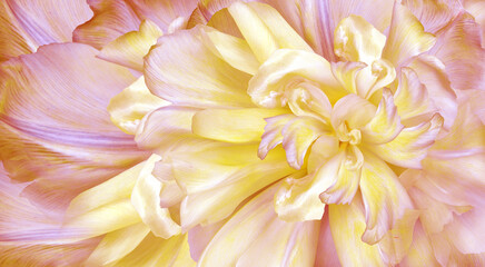 Yellow-pink  flower  and petals.   Floral spring background. Close-up. Nature.