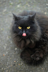 Portrait of cute street black cat