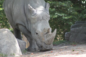 Obraz premium Beau visage fatigué de rhinocéros blanc, Ceratotherium simum