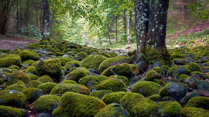 Pokainu forest trail, ancient holy site, old stone piles covered with beautiful green moss - obrazy, fototapety, plakaty