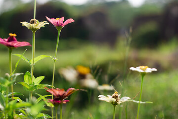 Side view photo of Zinnia elegans flowers in the morning.