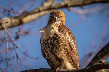 Red-tailed Hawk perched on a tree branch
