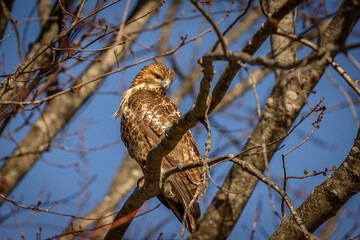 Red-tailed Hawk perched on a tree branch
