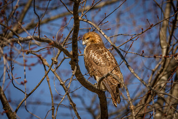 Red-tailed Hawk perched on a tree branch