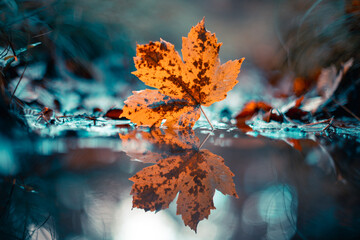 autumn leaf reflected in water