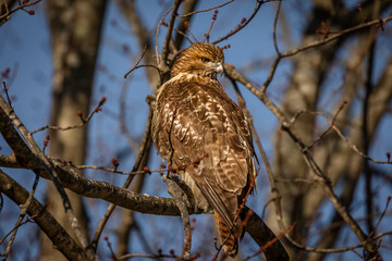 Red-tailed Hawk perched on a tree branch