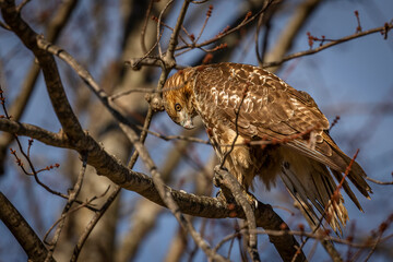 Red-tailed Hawk perched on a tree branch
