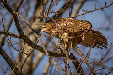 Red-tailed Hawk perched on a tree branch