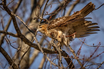 Red-tailed Hawk poops while perched on a tree branch