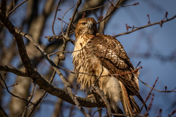 Red-tailed Hawk perched on a tree branch
