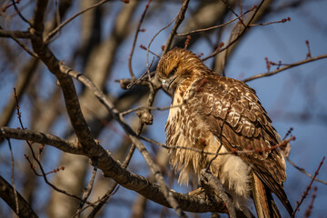 Red-tailed Hawk perched on a tree branch