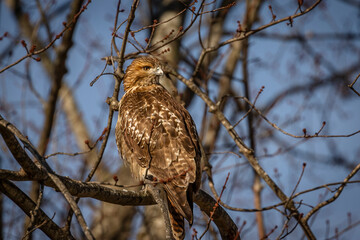 Red-tailed Hawk perched on a tree branch