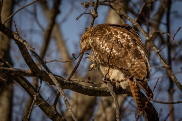 Red-tailed Hawk scratches an itch while perched on a tree branch