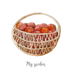 basket with apples handpainted farmers decor watercolor illustration - 552358171