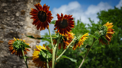 Summer landscape, sunny sunflowers
