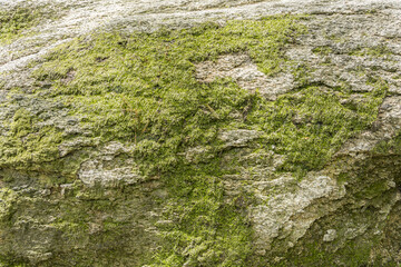 Rock texture for background