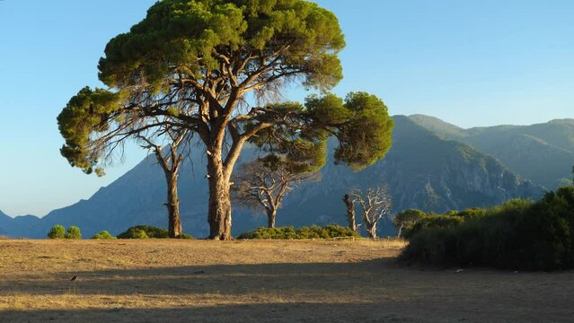 Large sprawling Pinus pinea pine in sand against the background of mountains in the evening. The coast of Cirali. The magnificent nature of Turkey. Long shadows. Camera movement from bottom to top