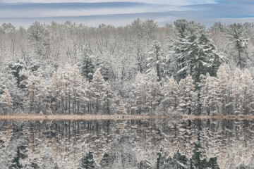 Winter landscape of the snow flocked shoreline of Deep Lake with tamaracks and mirrored reflections in calm water, Yankee Springs State Park, Michigan, USA