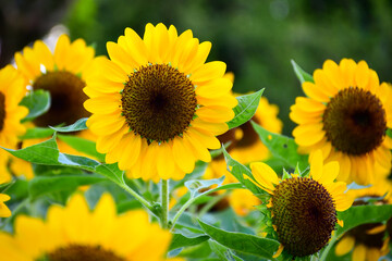 Fototapeta premium sunflowers in the field