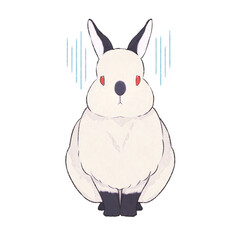 うさぎ　ヒマラヤン　表情（哀）