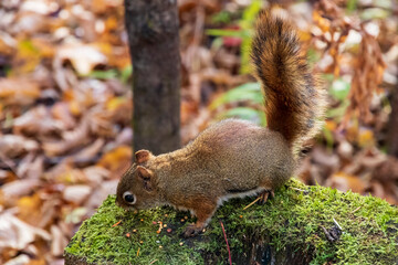 Squirrel on mossy stump at nord swamp, marais du nord, park. Quebec. Canada.