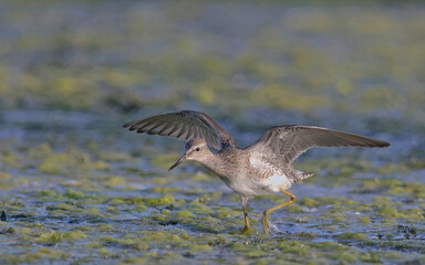 Wood Sandpiper - Tringa glareola, Crete