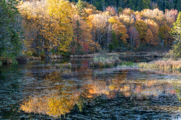 Fall colors and river at nord swamp, marais du nord, park. Quebec. Canada.