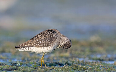 Wood Sandpiper - Tringa glareola, Crete