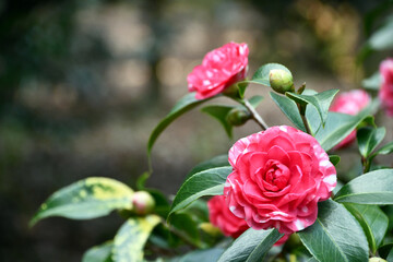 椿「菊冬至」　Camellia 'Kikutōji'