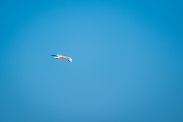 Ultramarathon Feelings