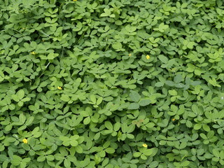 Lush green plant leaves background in tropical asia, beautiful natural flora and fauna