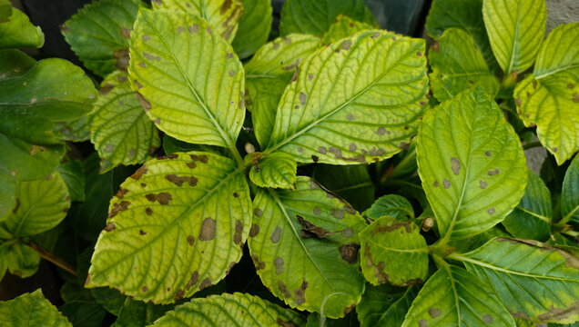 Ortensia Hydrangea macrophylla (Thunb.) Ser. Foglie malate
 