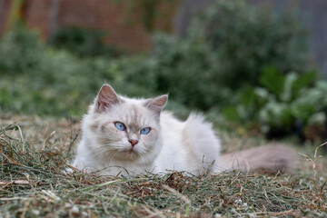 Himalayan cat, a beautiful white cat