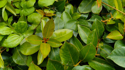 Dipladenia Mandevilla laxa (Ruiz & Pav.) Woodson
 