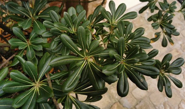 Pitosforo Pittosporum tobira (Thunb.) W.T.Aiton