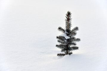 A small pine tree in the snow in the winter afternoon. A beautiful little Christmas tree in a winter field. Frozen spruce.