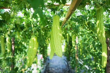 Close up of bitter melon or bitter gourd hanging on tree in organic vegetable farm. Fresh bitter melon growing ready for harvest in the garden, selective focus, agriculture