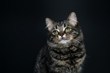 Naklejka na ściany i meble fluffy tabby cat on a black background. Green eyes squint, arrogant, impudent cat. smart looking cat