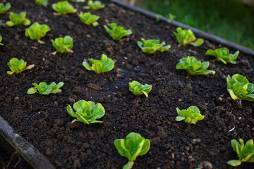 Organic vegetable garden. Cultivation of an open farm system. agricultural industry. Non-toxic vegetables.