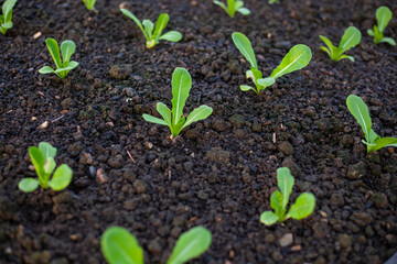 Organic vegetable garden. Cultivation of an open farm system. agricultural industry. Non-toxic vegetables.