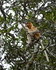 Proboscis monkey (Nasalis larvatus) in Brunei
