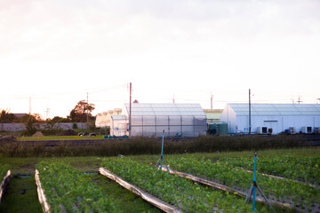 Farm plots and greenhouses in agriculture. Agricultural industry.