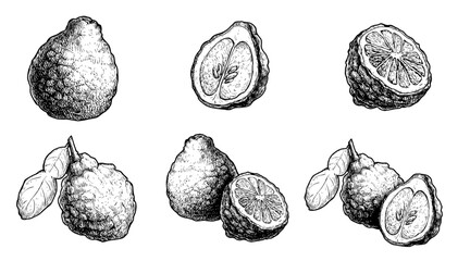 Medical Plant Bergamot Fruit Black and White set. Hand drawn sketch style illustrations collection. Vintage vector illustration isolated on white.