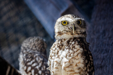 eagle owl portrait