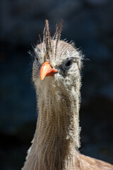 close up of a ostrich face