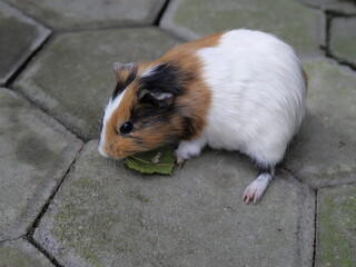 Conservation of wild animals from nature that are endangered due to global warming and environmental pollution, exotic animals, animal parks in zoos