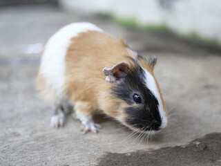 Conservation of wild animals from nature that are endangered due to global warming and environmental pollution, exotic animals, animal parks in zoos