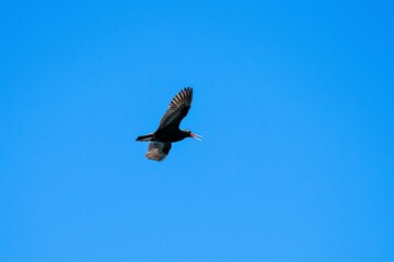 Ein Austernfischer gegen einen blauen Himmel im Flug