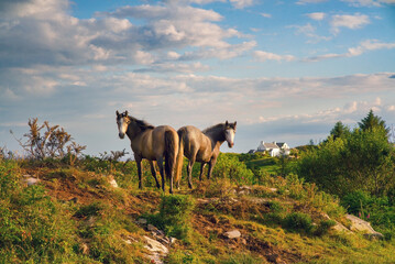 Beautiful landscape wtih two Connemara Pony horses on sunset in summer